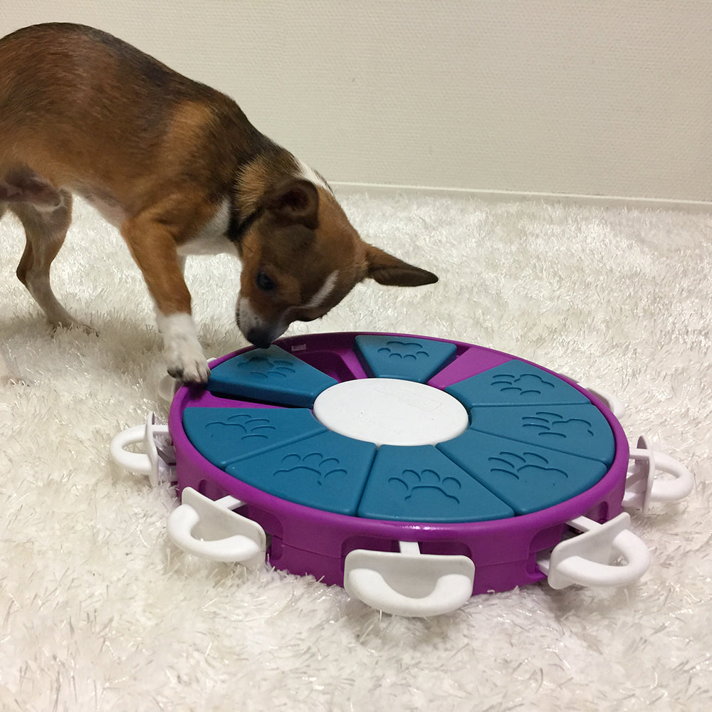 Dog interacting with a purple and blue outward hound puzzle toy on a carpeted floor.