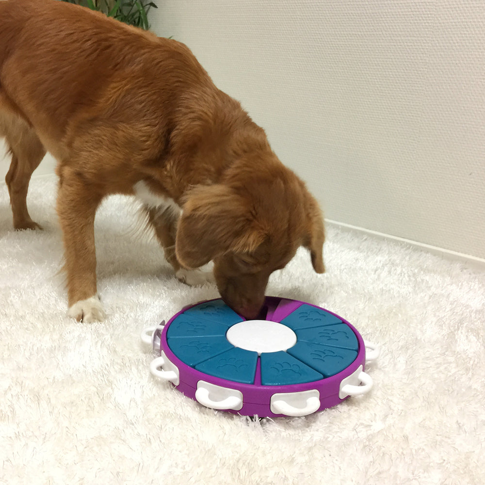 Dog interacting with a blue and purple outward hound puzzle toy on a carpeted floor.
