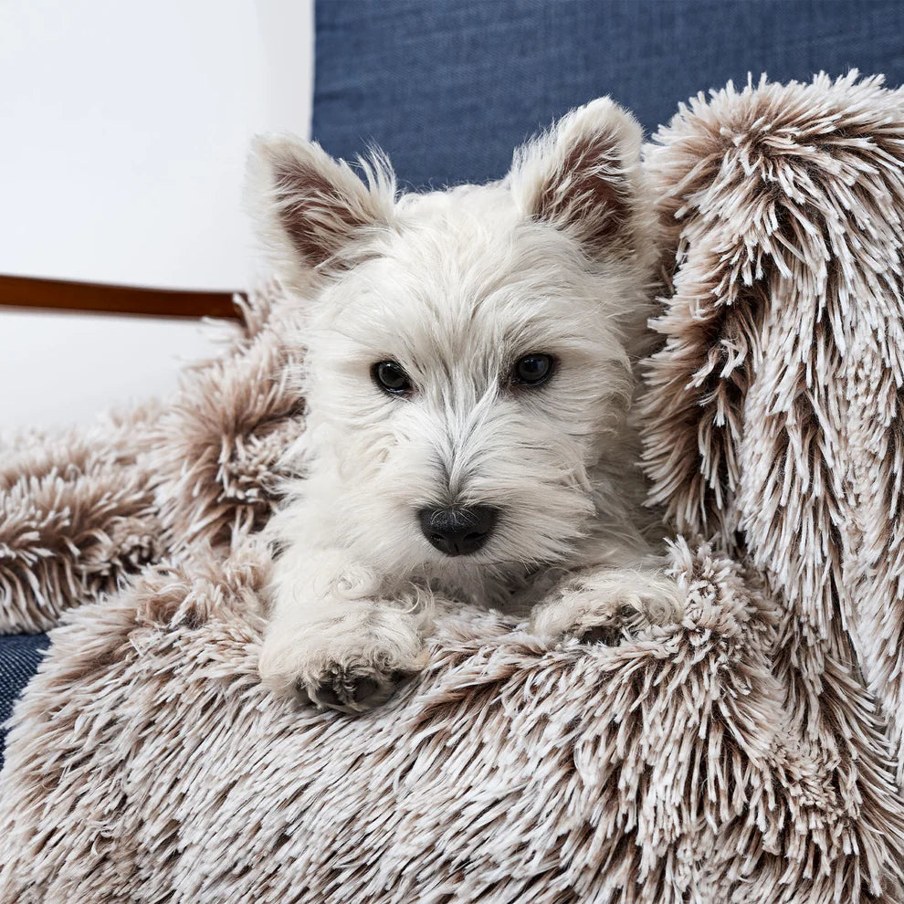 Small white dog lying on and covered by a fluffy Snooza beige blanket