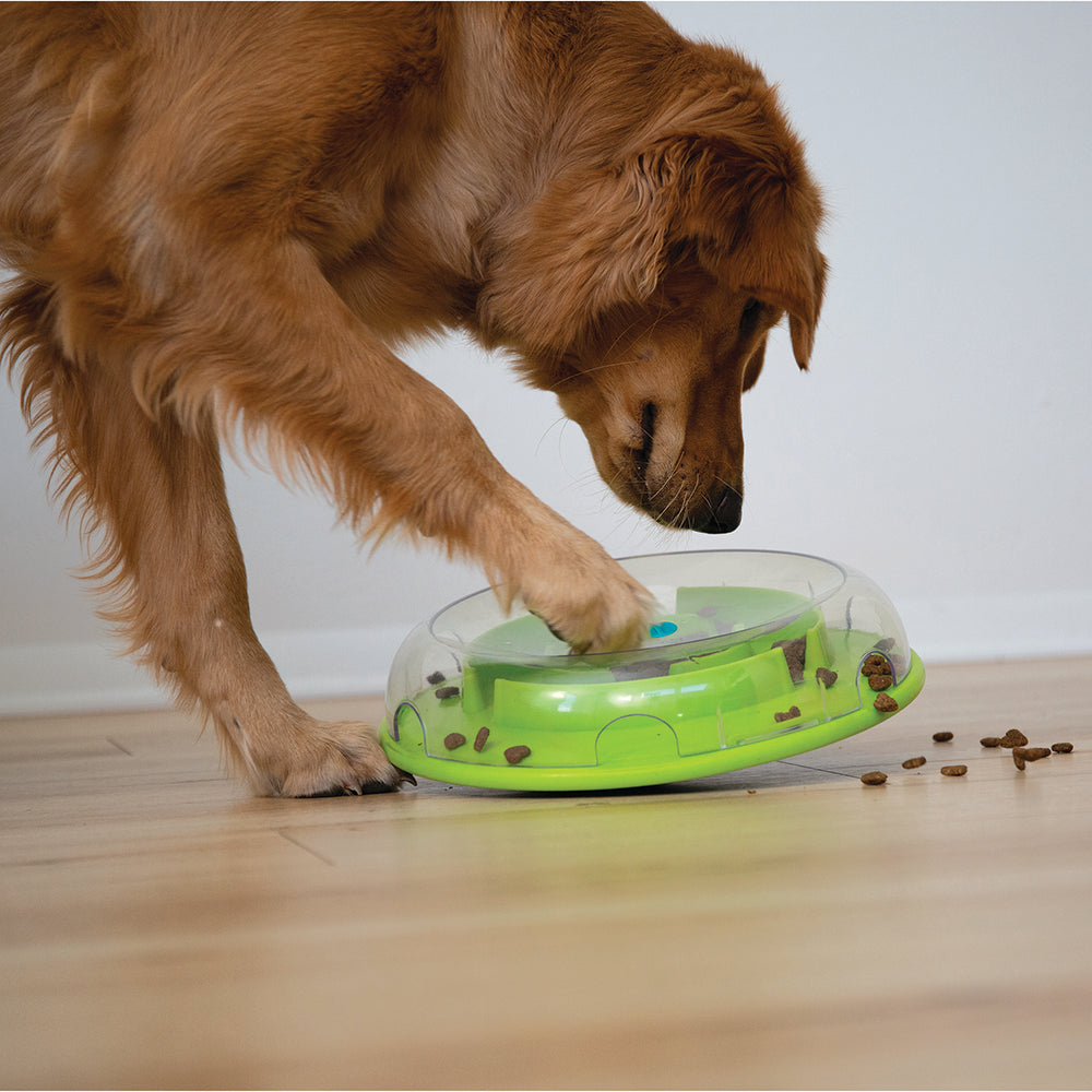 Dog interacting with a green puzzle dog toy on a wooden floor.