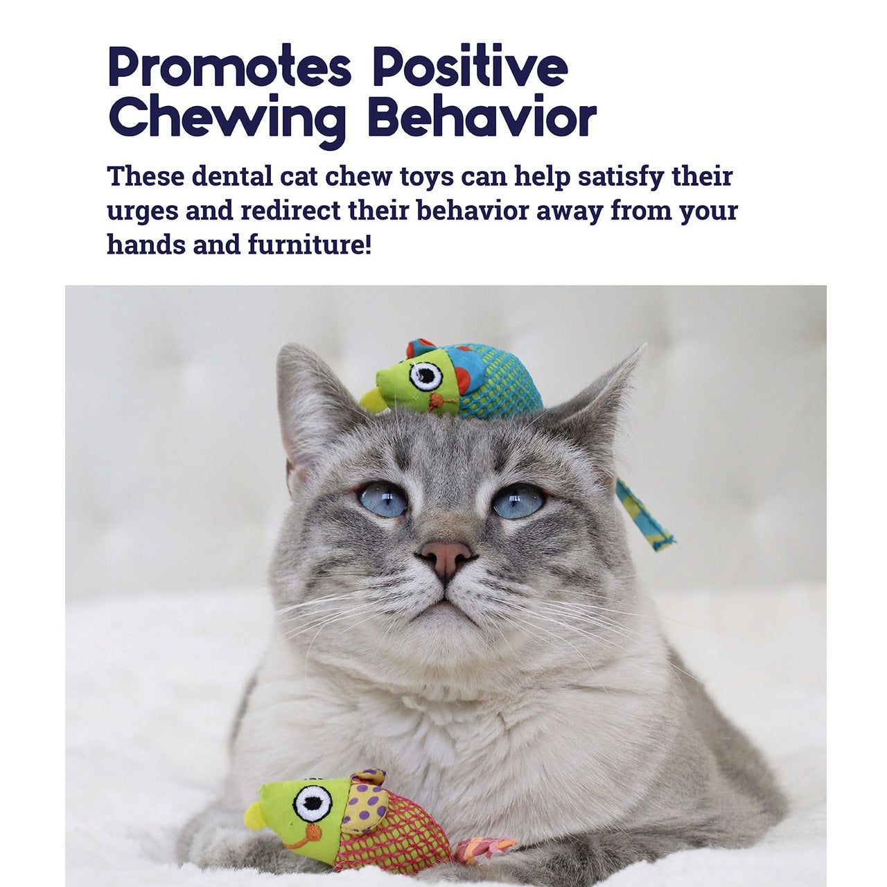 Cat playing with colorful catstages dental chew toys on a white background