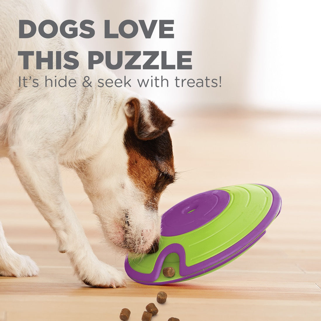 Dog interacting with a green and purple puzzle toy on a wooden floor.