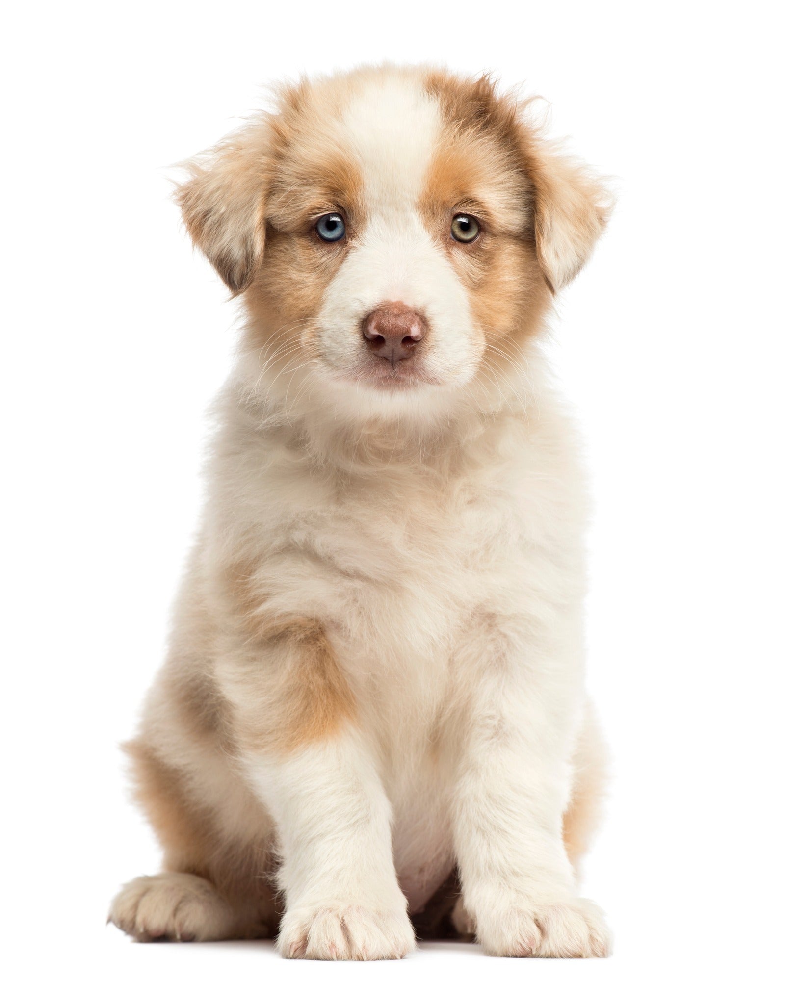 Puppy with brown and white fur and blue eyes sitting on a white background