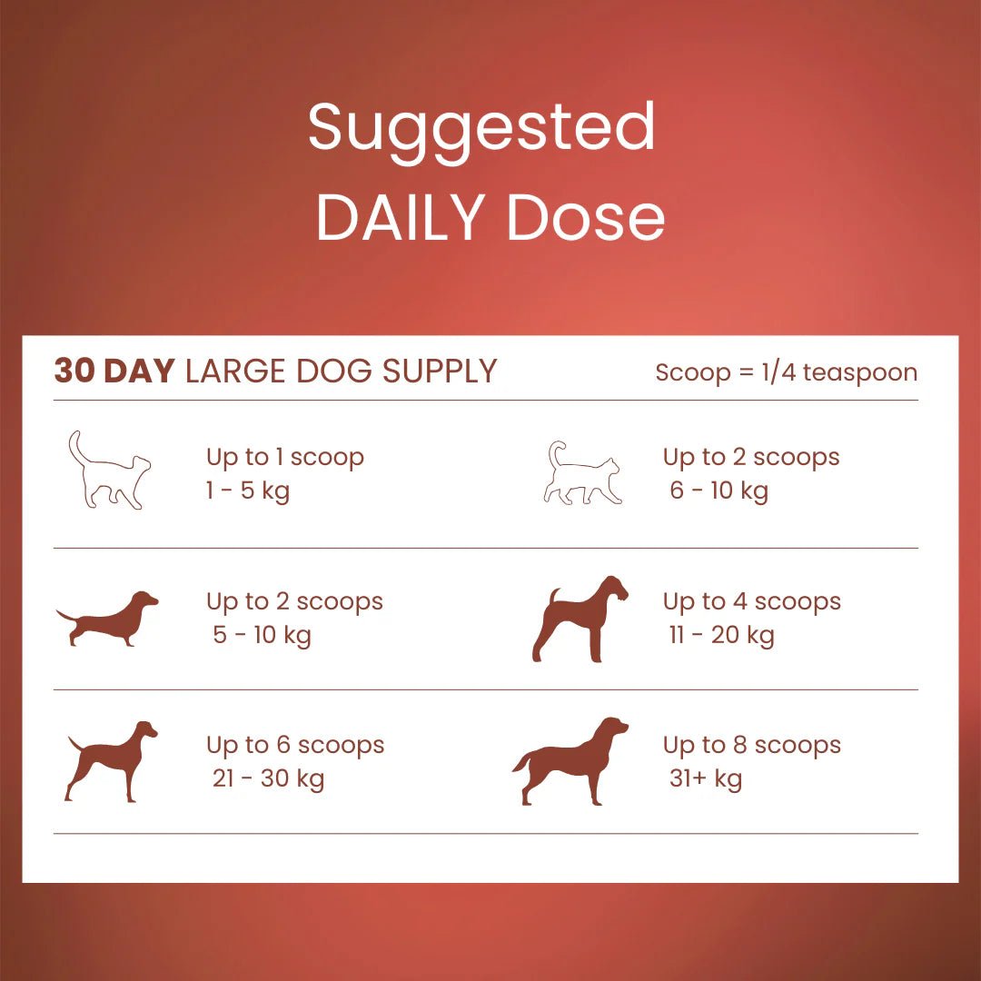 Tandem Super Foods New Zealand Beef Bone Broth Powder Cats and Dogs - Ready Steady Pets